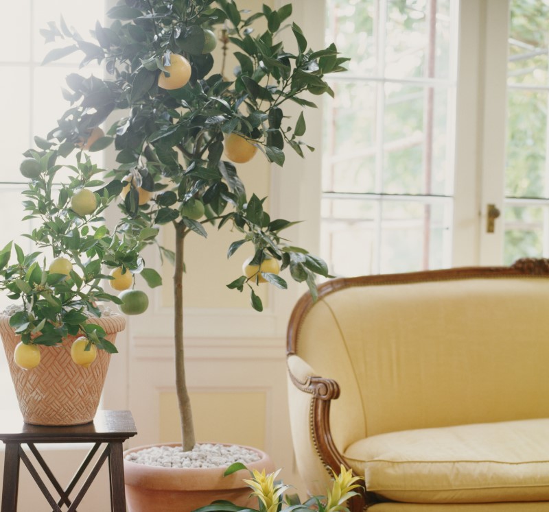 Lemon tree on a side table hanging over a yellow sofa