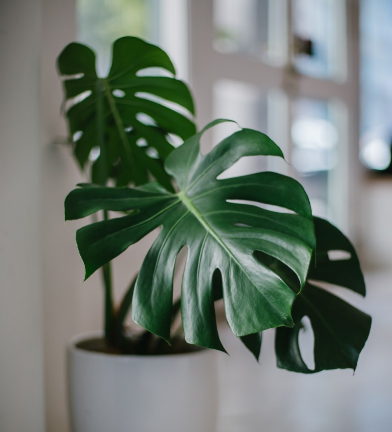 Large dark green monstera leaves